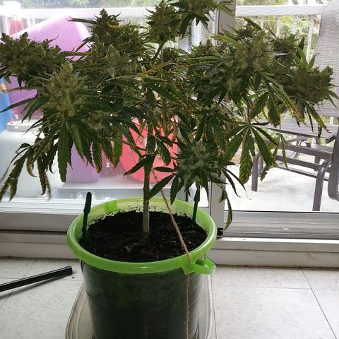 Génétique Sativa growlog timeline photo