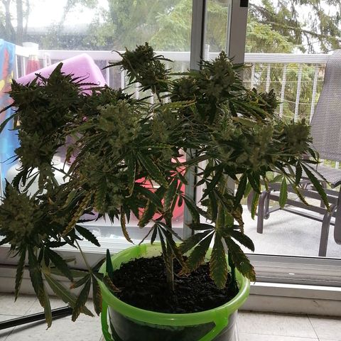 Génétique Sativa growlog timeline photo