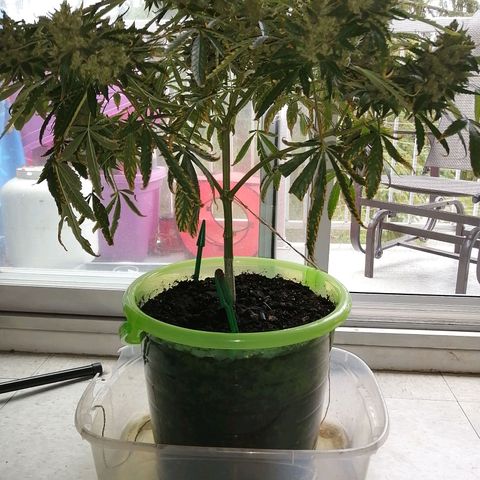 Génétique Sativa growlog timeline photo