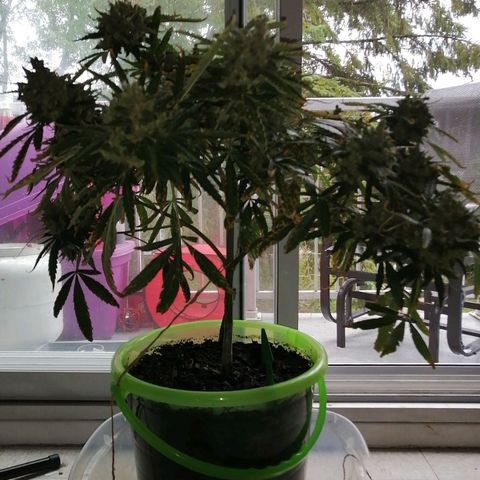 Génétique Sativa growlog timeline photo