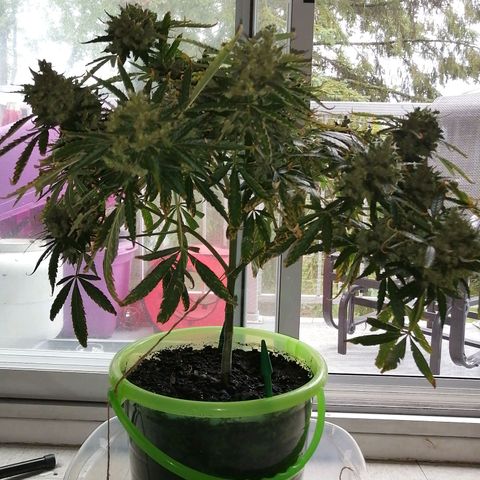 Génétique Sativa growlog timeline photo