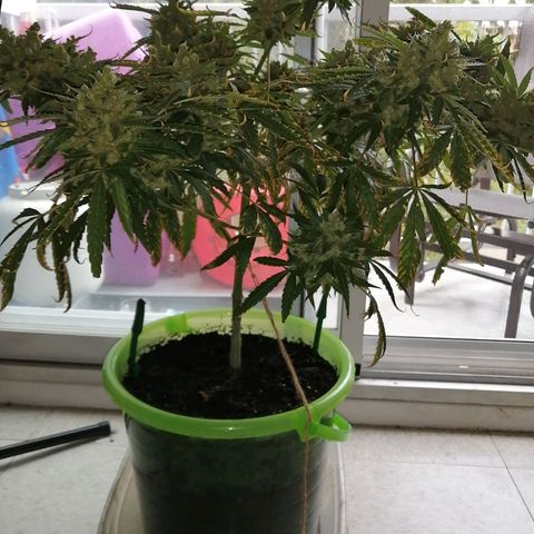 Génétique Sativa growlog timeline photo