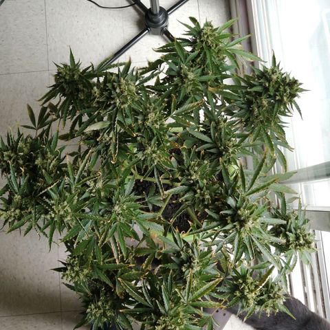 Génétique Sativa growlog timeline photo