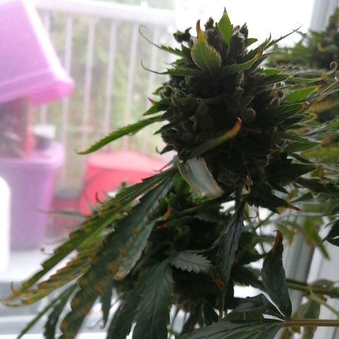 Génétique Sativa growlog timeline photo