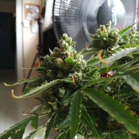 Génétique Sativa growlog timeline photo