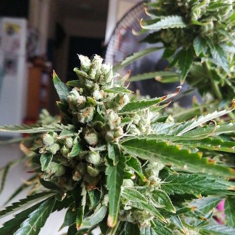 Génétique Sativa growlog timeline photo