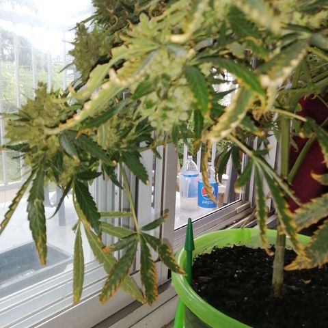 Génétique Sativa growlog timeline photo