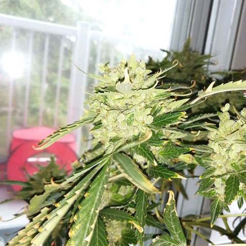 Génétique Sativa growlog timeline photo