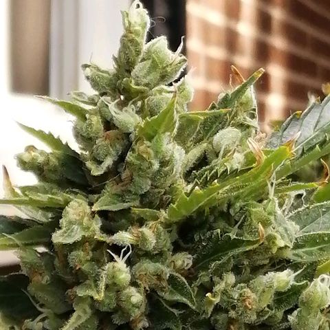 Génétique Sativa growlog timeline photo