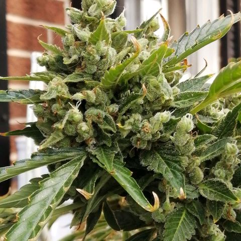 Génétique Sativa growlog timeline photo