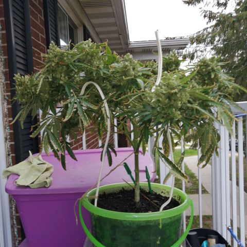 Génétique Sativa growlog timeline photo