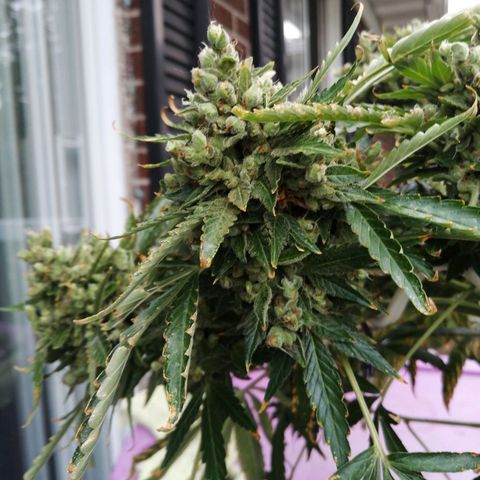 Génétique Sativa growlog timeline photo