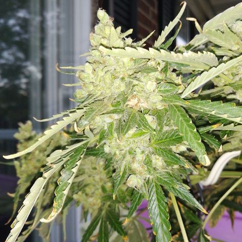 Génétique Sativa growlog timeline photo
