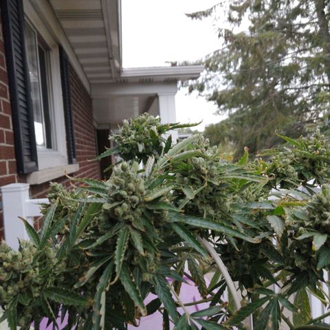 Génétique Sativa growlog timeline photo