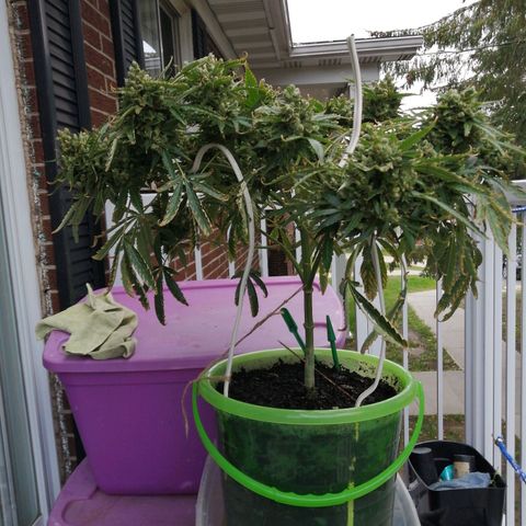 Génétique Sativa growlog timeline photo