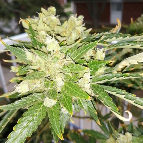 Génétique Sativa growlog timeline photo