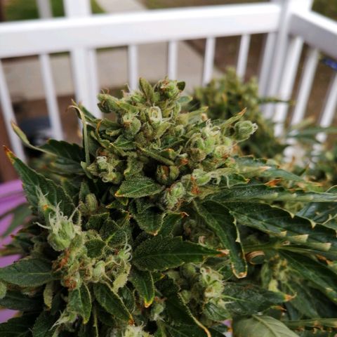 Génétique Sativa growlog timeline photo