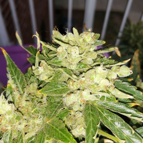 Génétique Sativa growlog timeline photo