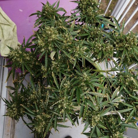 Génétique Sativa growlog timeline photo