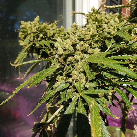 Génétique Sativa growlog timeline photo