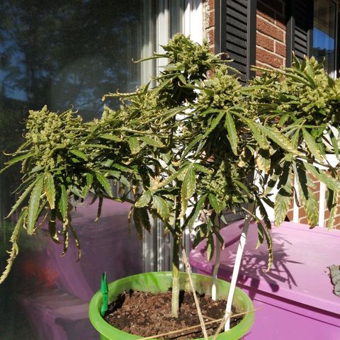 Génétique Sativa growlog timeline photo