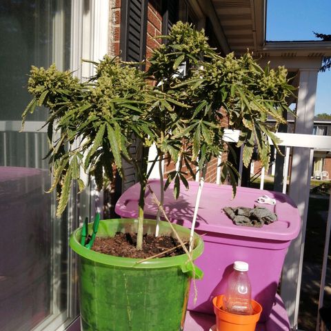 Génétique Sativa growlog timeline photo