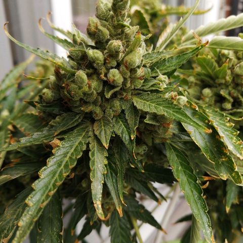 Génétique Sativa growlog timeline photo