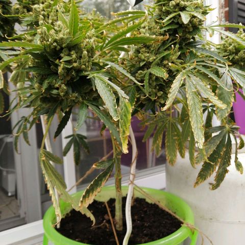 Génétique Sativa growlog timeline photo