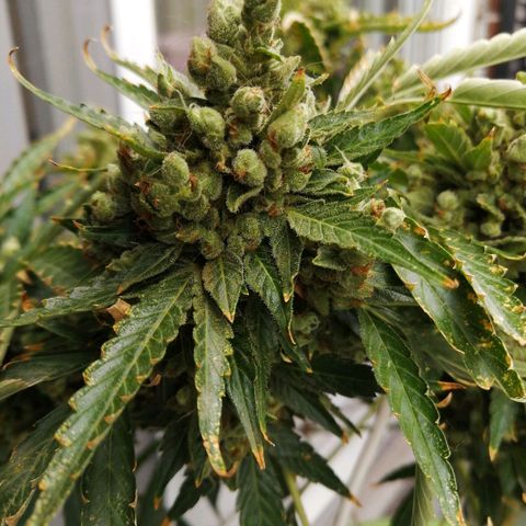 Génétique Sativa growlog timeline photo