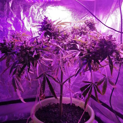 Génétique Sativa growlog timeline photo