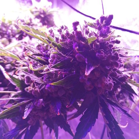 Génétique Sativa growlog timeline photo