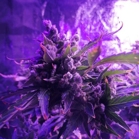 Génétique Sativa growlog timeline photo