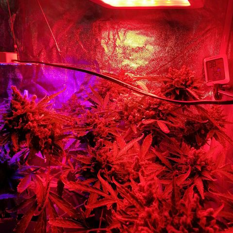 Génétique Sativa growlog timeline photo