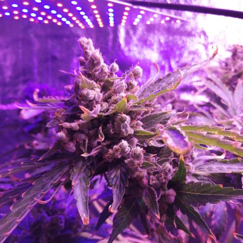 Génétique Sativa growlog timeline photo