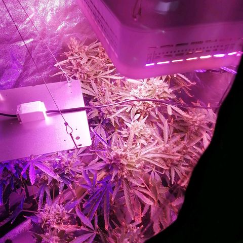 Génétique Sativa growlog timeline photo