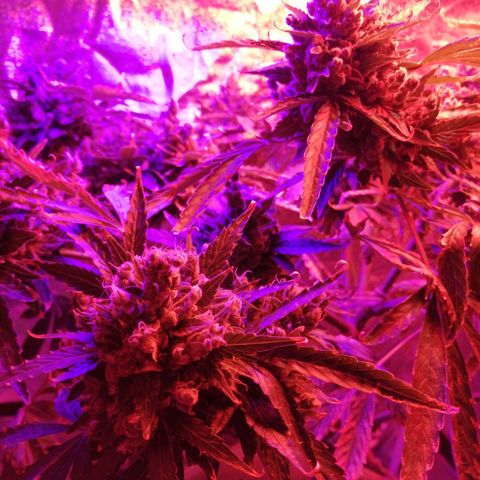 Génétique Sativa growlog timeline photo