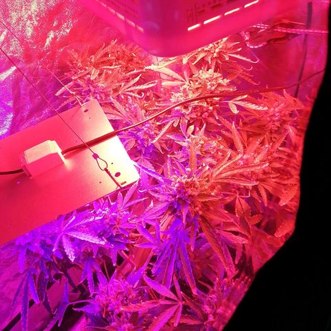 Génétique Sativa growlog timeline photo