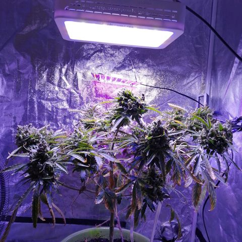 Génétique Sativa growlog timeline photo