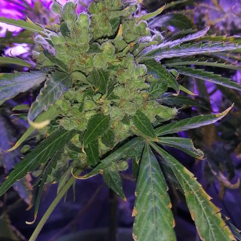 Génétique Sativa growlog timeline photo