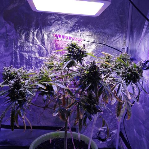 Génétique Sativa growlog timeline photo