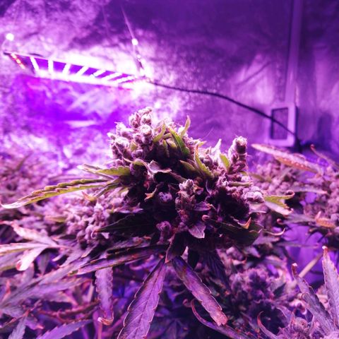 Génétique Sativa growlog timeline photo