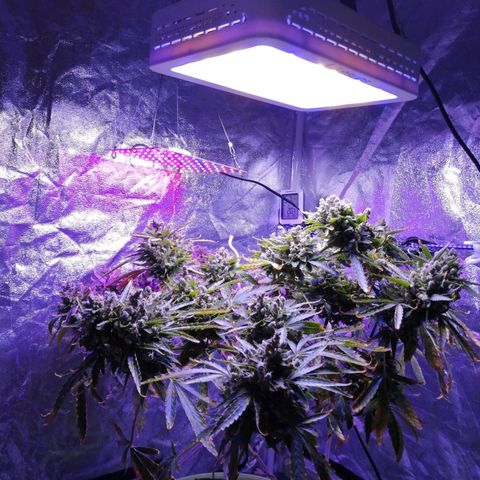 Génétique Sativa growlog timeline photo