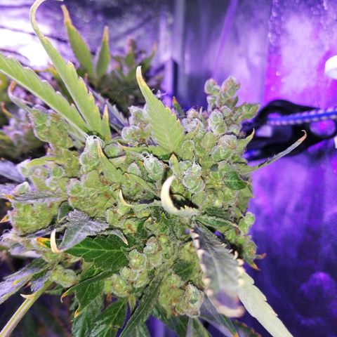 Génétique Sativa growlog timeline photo