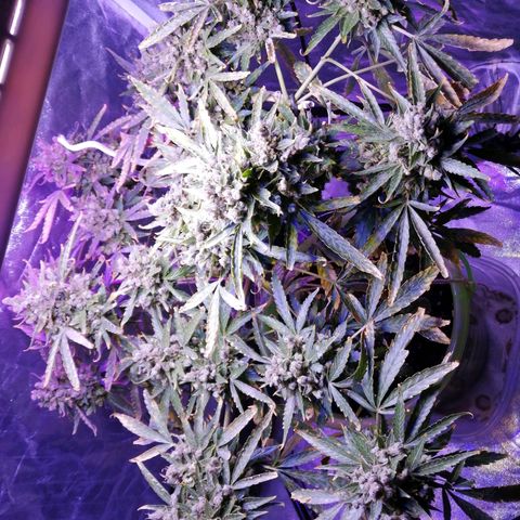 Génétique Sativa growlog timeline photo