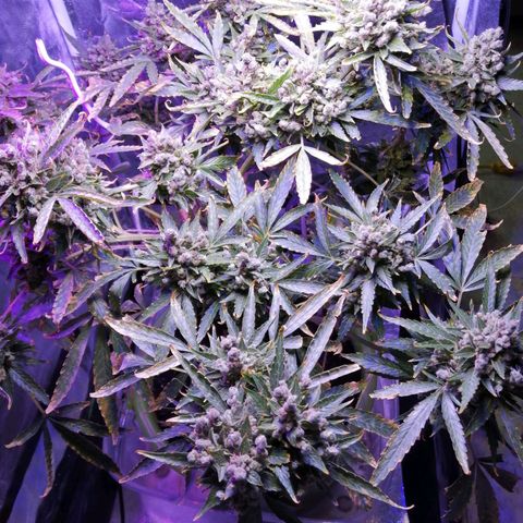 Génétique Sativa growlog timeline photo