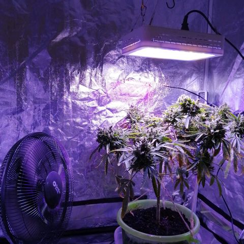 Génétique Sativa growlog timeline photo