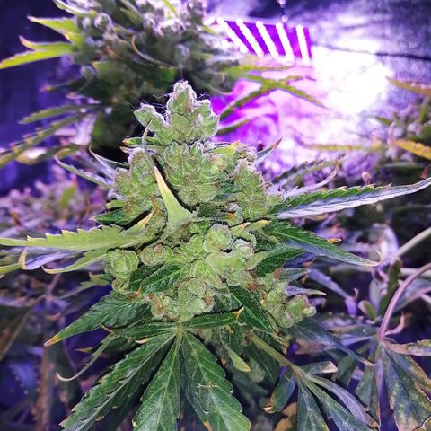 Génétique Sativa growlog timeline photo