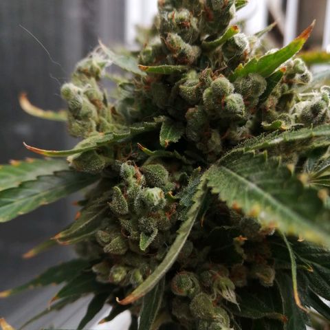 Génétique Sativa growlog timeline photo