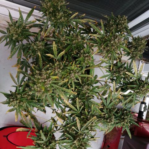 Génétique Sativa growlog timeline photo