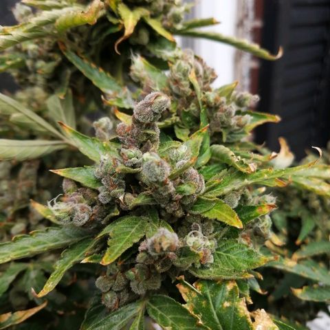 Génétique Sativa growlog timeline photo